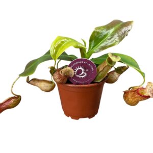 Nepenthus Nepenthes Gaya 8,5 cm
(12 Plants/Order)(8.5cmP 20cmH)