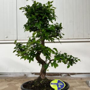 Bonsai Zelkova parvifolia, 32cm., shape, without drip tray
(2 Plants/Order)(32cmP 50cmH)