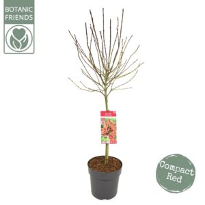 Acer palmatum Shaina Acer palm. 'Shaina'
(1 Plants/Order)(29cmP 120cmH)