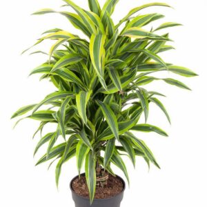 Dracaena Lemon Lime Dracaena Lemon Lime busch P24
(1 Plants/Order)(24cmP 90cmH)