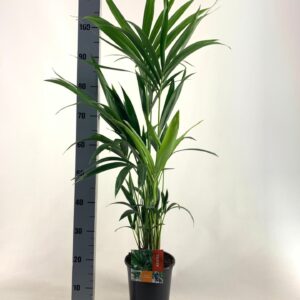 Howea forsteriana KENTIA P19 H100 -5PP EcoLine (Howea forsteriana)
(1 Plants/Order)(19cmP 100cmH)
