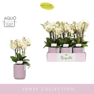 Phalaenopsis Multiflora Boquetto Beauty 3-5 spike in Molise Lilac Aquo
(6 Plants/Order)(12cmP 45cmH)