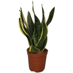 Sansevieria Futura Superba Sansevieria Superba 2pp 30-35cm
(8 Plants/Order)(12cmP 35cmH)