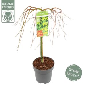 Acer palmatum Ryusen Acer palm. 'Ryusen' ®
(1 Plants/Order)(29cmP 90cmH)