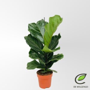 Ficus lyrata Ficus lyrata p17
(1 Plants/Order)(17cmP 70cmH)