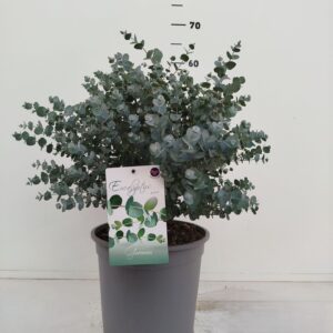 Eucalyptus gunnii Eucalyptus gunnii
(6 Plants/Order)(17cmP 35cmH)