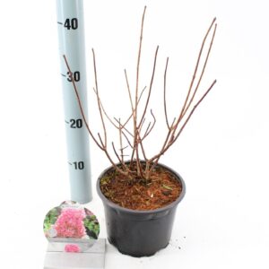 Hydrangea paniculata Sundae Fraise Hydrangea pan. Sundae Fraise® ('Rensun'PBR)
(6 Plants/Order)(17cmP 30cmH)