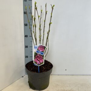Hibiscus syriacus Hibiscus syr. Flower Tower Ruby ('Gandini From Aart Ruby'PBR)
(1 Plants/Order)(23cmP 70cmH)
