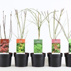 Acer palmatum Acer palm. mix P19/C3
(1 Plants/Order)(19cmP 55cmH)