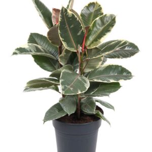 Ficus Tineke Ficus Elastica Tineke 3PP P27
(1 Plants/Order)(27cmP 100cmH)