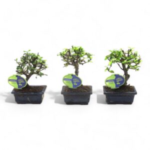 Bonsai Carmona macrophylla, 12cm., broom, without drip tray
(12 Plants/Order)(12cmP 20cmH)