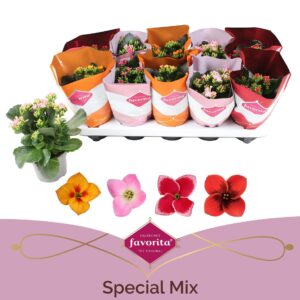 Kalanchoe Kalanchoe Special mix
(10 Plants/Order)(10.5cmP 25cmH)