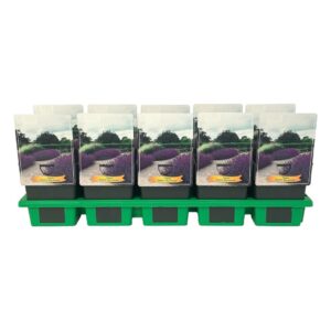 Nepeta Nepeta faasenii 'Blue Wonder' P11
(10 Plants/Order)(11cmP 25cmH)