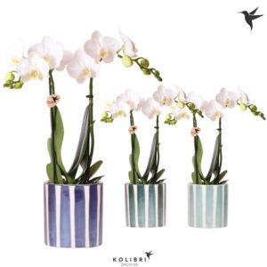 Phalaenopsis Multiflora Kolibri Orchids Phalaenopsis white 2spike in Painted Stripe blue
(8 Plants/Order)(9cmP 40cmH)
