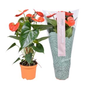 Anthurium (Andreanum Grp) Atlas Anthurium Atlas ''Just perfection®'' (XL-Flowers)
(7 Plants/Order)(14cmP 50cmH)