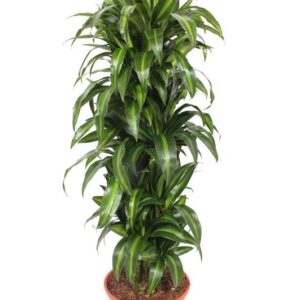 Dracaena Hawaiian Sunshine Dracaena Hawaiian Sunshine
(1 Plants/Order)(30cmP 160cmH)