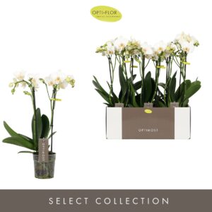 Phalaenopsis Multiflora Optimost Helios 2 spike
(12 Plants/Order)(12cmP 45cmH)