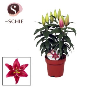 Lilium Magny Cours OR 17cm
(6 Plants/Order)(17cmP 50cmH)
