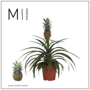 Ananas Corona Ananas MI Amigo - 12cm | Mimesis
(8 Plants/Order)(12cmP 40cmH)