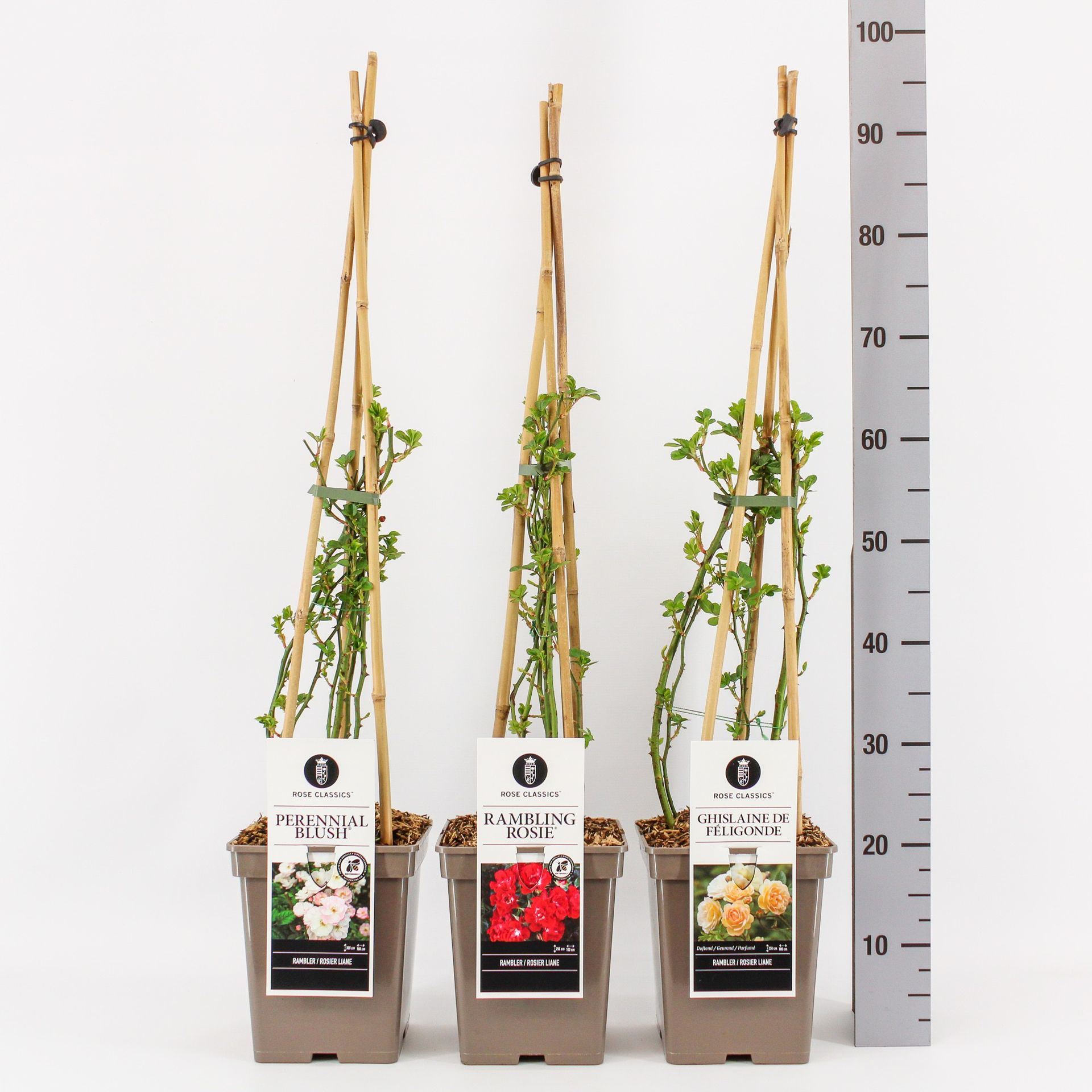 959bd39c-2145-44a0-b750-273b72836e3c.jpg