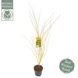 Acer palmatum Acer palm. 'Bi hoo'
(1 Plants/Order)(29cmP 185cmH)