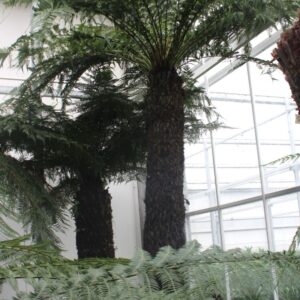 Dicksonia antarctica Dicksonia antarctica
(1 Plants/Order)(96cmP 450cmH)