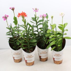 Epidendrum Epidendrum 2 spike small mix
(12 Plants/Order)(12cmP 45cmH)
