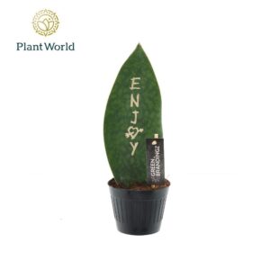 Sansevieria other Sansevieria Green Brandingz Enjoy
(11 Plants/Order)(10.5cmP 35cmH)