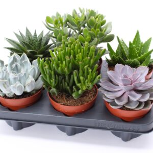 Succulenten mix Succulent mix 12
(6 Plants/Order)(12cmP 12cmH)