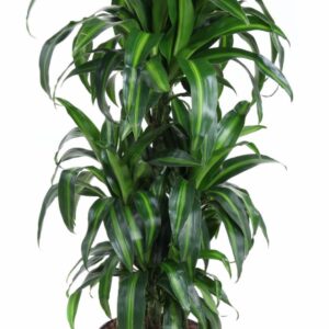 Dracaena Hawaiian Sunshine Dracaena Hawaiian 60-carrousel
(15 Plants/Order)(24cmP 120cmH)
