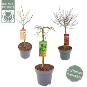 Acer palmatum Acer palm. diverse mix C14 laagstam
(1 Plants/Order)(30cmP 120cmH)