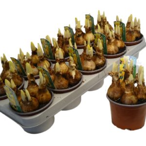 Narcissus Carlton Narcissus Grootkronige Grp 'Carlton'
(10 Plants/Order)(12cmP 15cmH)