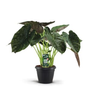Alocasia wentii Alocasia Wentii Decopot
(1 Plants/Order)(35cmP 100cmH)