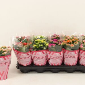 Kalanchoe Kalanchoe Double, Catchy Season mix
(10 Plants/Order)(10.5cmP 23cmH)
