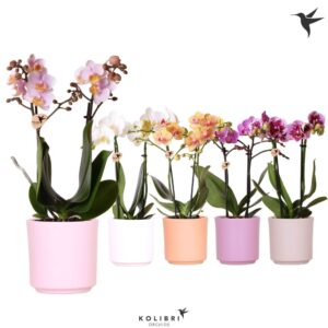 Phalaenopsis mixed 2 spike in Simplicity Pot
(8 Plants/Order)(9cmP 40cmH)