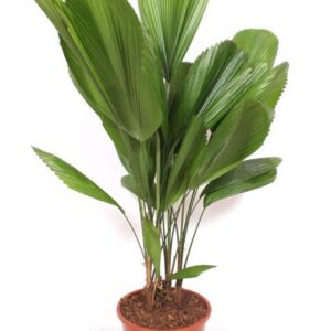 Licuala Licuala grandis 
(1 Plants/Order)(27cmP 130cmH)