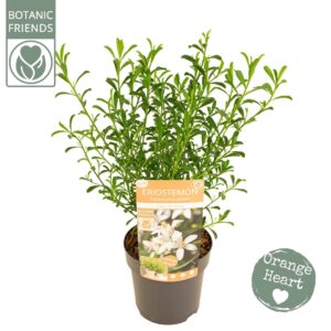 Eriostemon myoporoides Eriostemon myoporoides 'Flower Girl White'
(6 Plants/Order)(15cmP 40cmH)