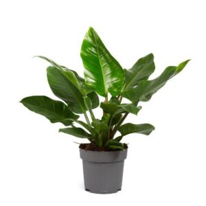 Philodendron Imperial Green Philodendron Imperial Green 24cm
(1 Plants/Order)(24cmP 70cmH)