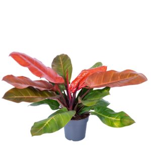 Philodendron Philodendron Prince of Orange 19cm
(1 Plants/Order)(19cmP 50cmH)