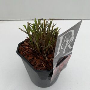 Pennisetum setaceum Rubrum Pennisetum 'Rubrum'
(6 Plants/Order)(17cmP 40cmH)