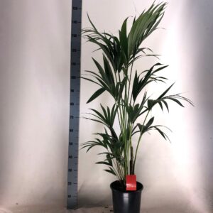 Howea forsteriana KENTIA - P24 H130 - 5PP - EcoLine (Howea forsteriana
(1 Plants/Order)(24cmP 130cmH)