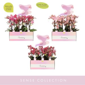 Phalaenopsis Multiflora Aromio Diversen 3 spike
(10 Plants/Order)(12cmP 35cmH)