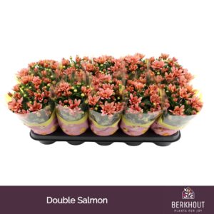 Chrysanthemum Dynamic Salmon
(10 Plants/Order)(12cmP 26cmH)