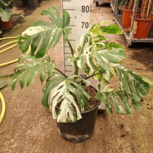 Monstera Variegata Monstera Deliciosa Variegata XL
(1 Plants/Order)(35cmP 80cmH)