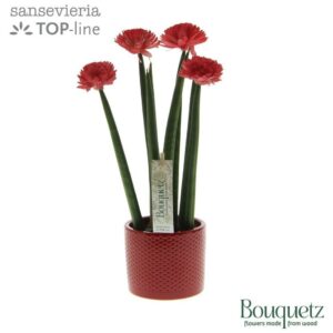 Sansevieria Cylindrica Sansevieria TOP-line Bouquetz Red in Dots Ceramics
(6 Plants/Order)(8.5cmP 35cmH)