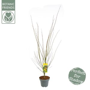 Acer palmatum Orange Dream Acer palm. 'Orange Dream' C14 struik
(1 Plants/Order)(30cmP 130cmH)