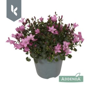 Campanula Ambella Pink Campanula Ambella Pink
(15 Plants/Order)(10.5cmP 22cmH)
