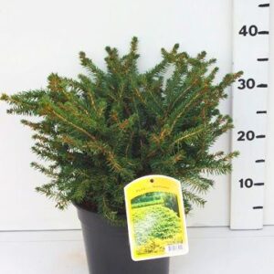 Picea abies Nidiformis Picea abies 'Nidiformis'
(1 Plants/Order)(19cmP 45cmH)