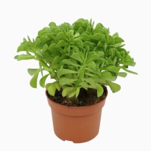 Peperomia Peperomia dolabriformis 10,5 cm
(10 Plants/Order)(10.5cmP 16cmH)