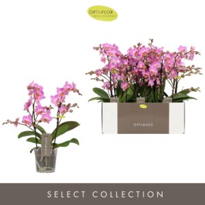 Phalaenopsis Multifl. typ Honeybee Optimost Honeybee 2 spike
(12 Plants/Order)(12cmP 45cmH)